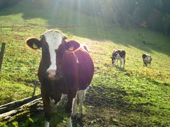 Hinterwälder Kühe aus der Region Schwarzwald